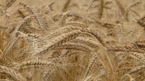 Bulgaria Expects Wheat Crop of 5.4 Million Tonnes, Enough for Country&#039;s Wheat Balance