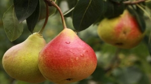 Bulgarian Pear Production 2017/18 - 42 Percent Increase