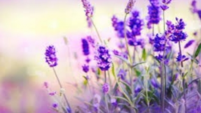 Bulgaria - world&#039;s 1st producer of lavender oil this year
