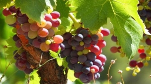 Exports of Bulgarian Wine Decreased More than 3 Times Over a Decade