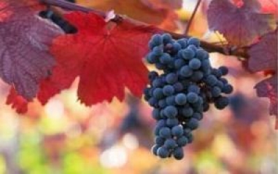 160 M litres of Bulgarian wine to be produced in 2016