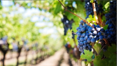 Bulgarian Wine Grape Growers Say 2017 is Best Crop For the past 5 Years