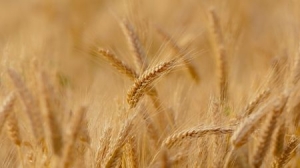 Bulgarian Farmers Increase the Areas of Cultivated Wheat