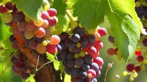 Bulgaria to Process Over 200,000 t of Grapes into Wine