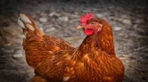 Bulgarian Poultry Business Invests to Expand Capacities