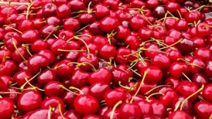 Bulgarian Cherry Production for 2018 Expected to Reach Record High