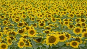 Bulgaria. Optimistic Yield Figures Pressured Prices for Sunseed