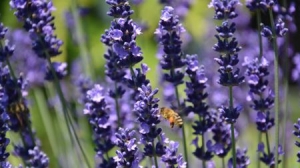 Bulgaria is Again the World&#039;s First Producer of Lavender Oil