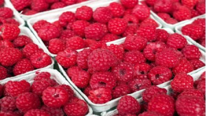 Raspberry Production Has Increased by 30% Compared to the Last Year