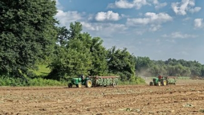 Bulgarian Tobacco Growers Will Receive BGN 81 mln For the 2018 Harvest